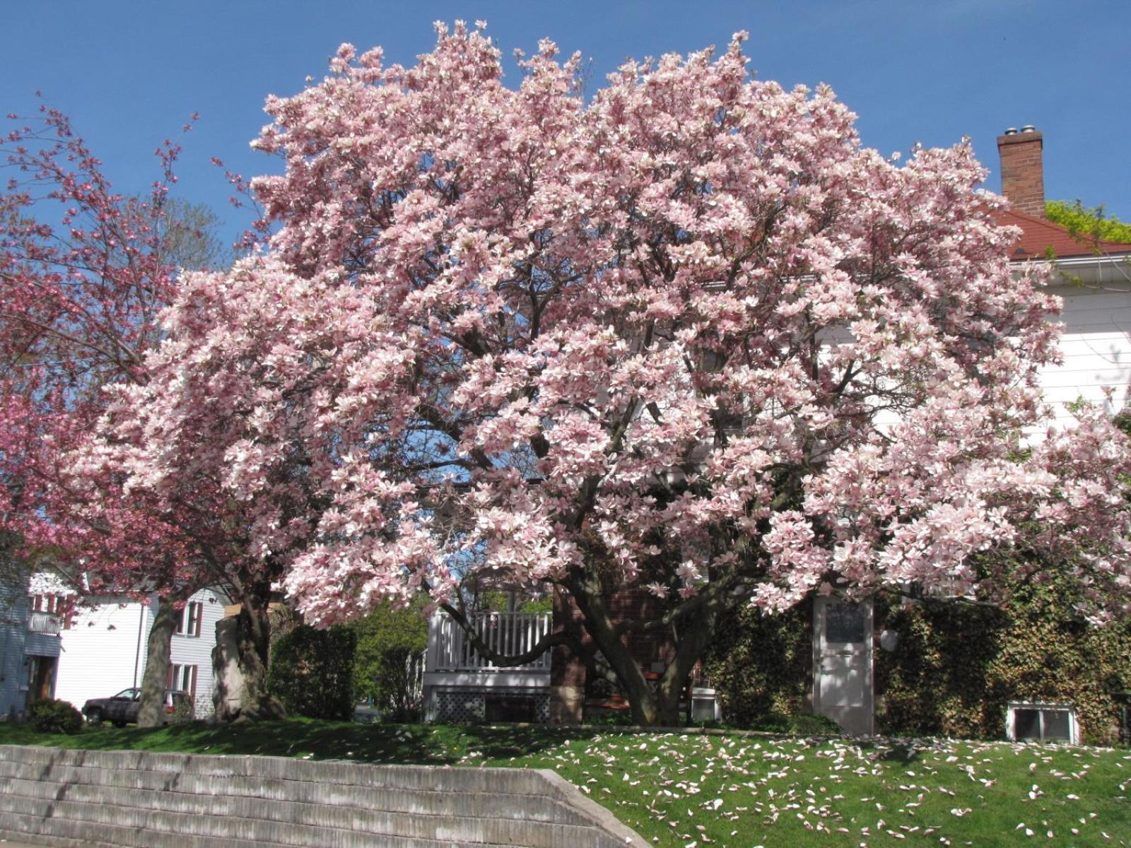 Strathaird Bed And Breakfast Niagara Falls Exterior photo